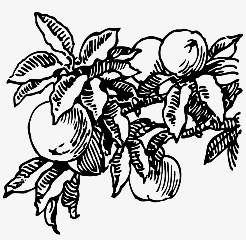 Royalty Free Peach Fruit Tree Png Image Picpng - Peach Tree Black And White, transparent png download