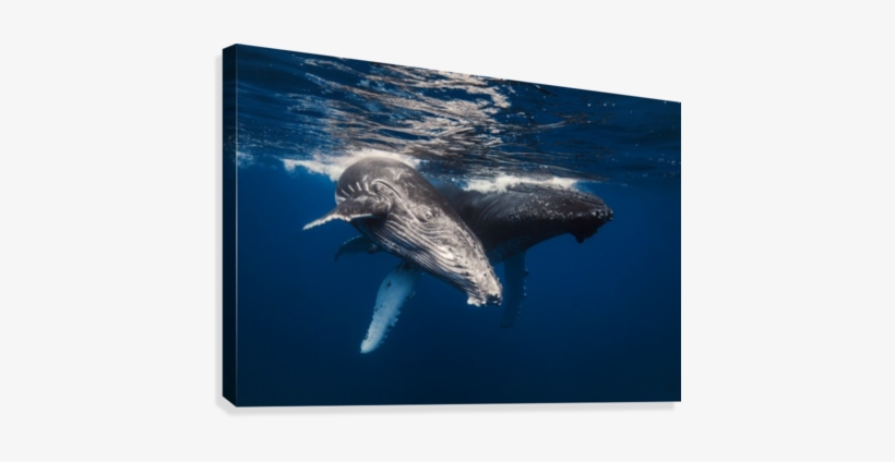 Humpback Whale Family - Barathieu Gabriel Kunstdruck: Humpback Whale Family!, transparent png download