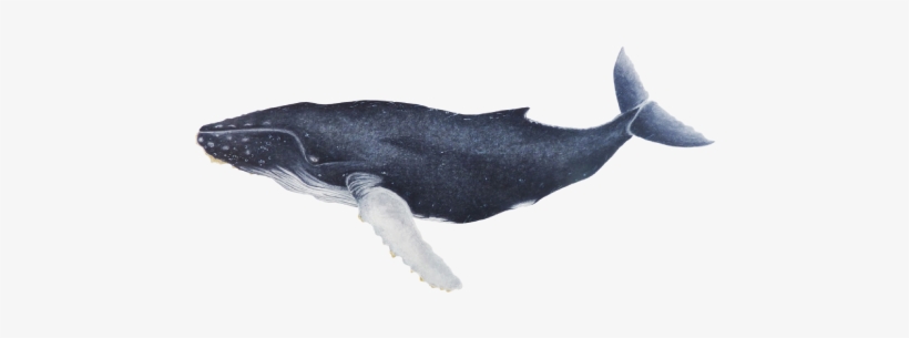 Humpback Whale - Megaptera Novaeangliae - Кит Png, transparent png download