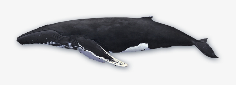 Badminton Transparent Png Sticker - Humpback Whale On White Background, transparent png download