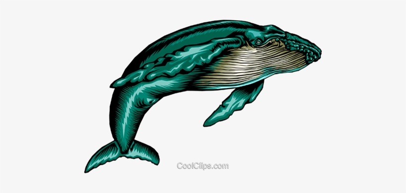 Humpback Whale - Whale Clip Art, transparent png download