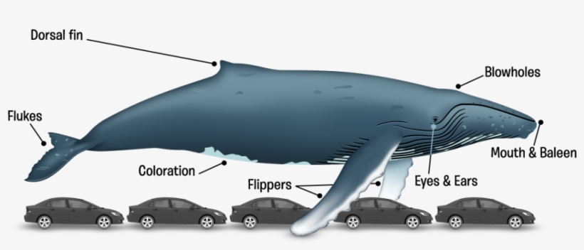 Ballena-en - Long Is 62 Ft, transparent png download