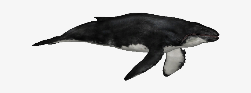 Whalehumpbackzs - Zt2 Downloads Humpback Whale, transparent png download
