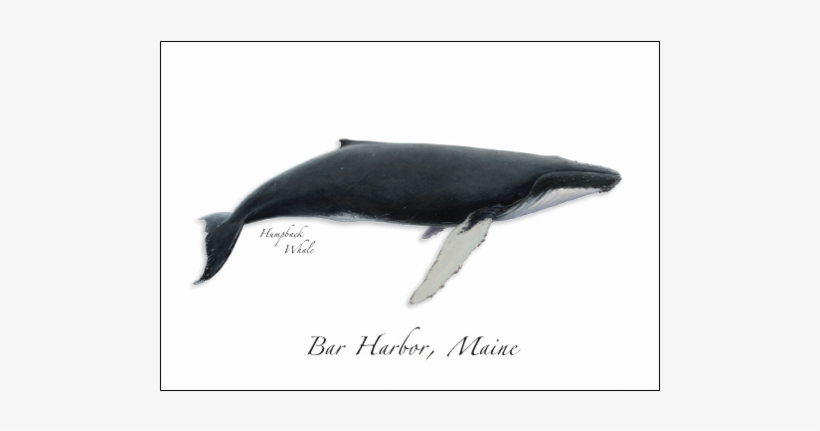 Humpback Whale - Humpback Whale Illustration, transparent png download