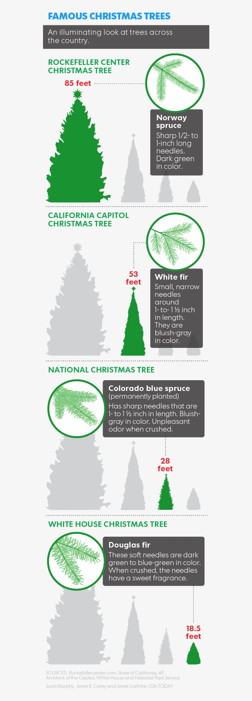 There Are Trees Around The Country With Real Star Power - Cut Christmas Tree In Payson, transparent png download