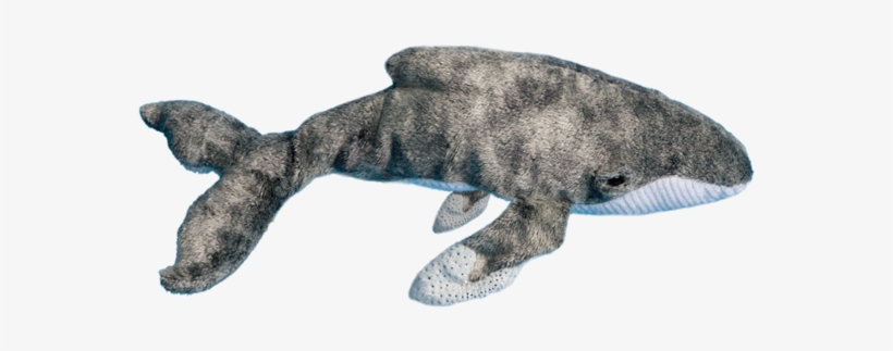 Wave Rider Humpback Whale - Toys Wave Rider Humpback Whale By Douglas, transparent png download