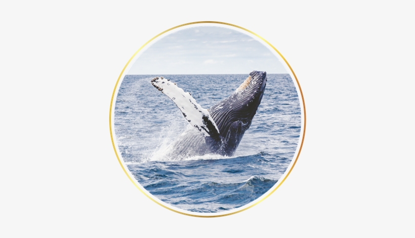 Join Our Luxury - Giclee Painting: Wonderful Dream's Sealife Ocean Whale, transparent png download