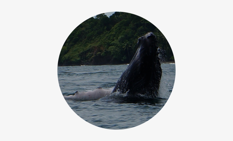 Whale Watching - Grey Whale, transparent png download