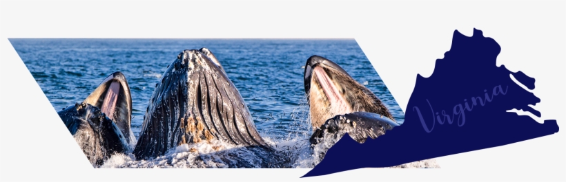 Pay A Visit To The Virginia Beach Koa, Which Is Open - Grey Whale, transparent png download
