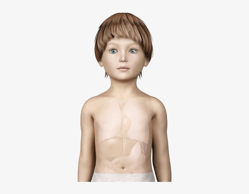 See How It Affects A Child - Internal Organs Boy, transparent png download