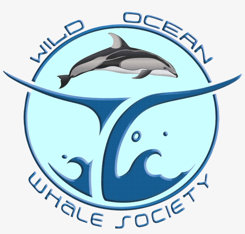 Our Other Reports Cover Transient Bigg's Orca In Many - Cetaceans, transparent png download