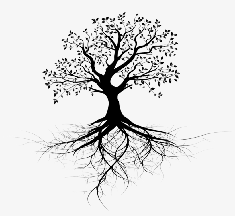 Invest In Ceiba Beach Resort And Residences - Tree With Roots Outline, transparent png download