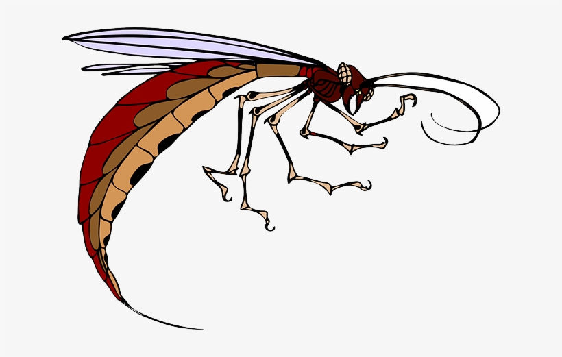 Cartoon, Body, Wings, Long, Insect, Legs, Antennae - Insectos Con Alas Y Antenas, transparent png download