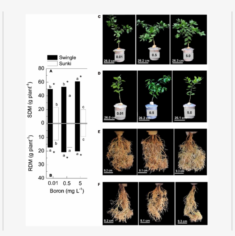 Shoot Dry Mass And Root Dry Mass (rdm, In B) Of Sweet - New Drought Tolerant Rootstocks For Citrus, transparent png download