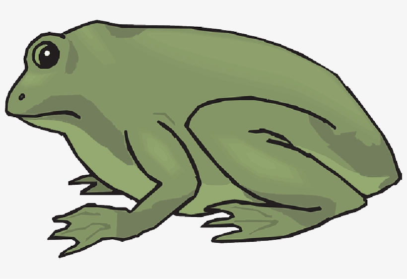 Frog View Amphibian Looking Behind Legs Stare Public - Frog, transparent png download