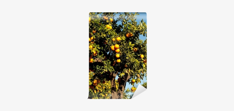 Citrus × Sinensis, transparent png download