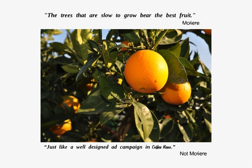 Orange Tree “ - Clementine, transparent png download