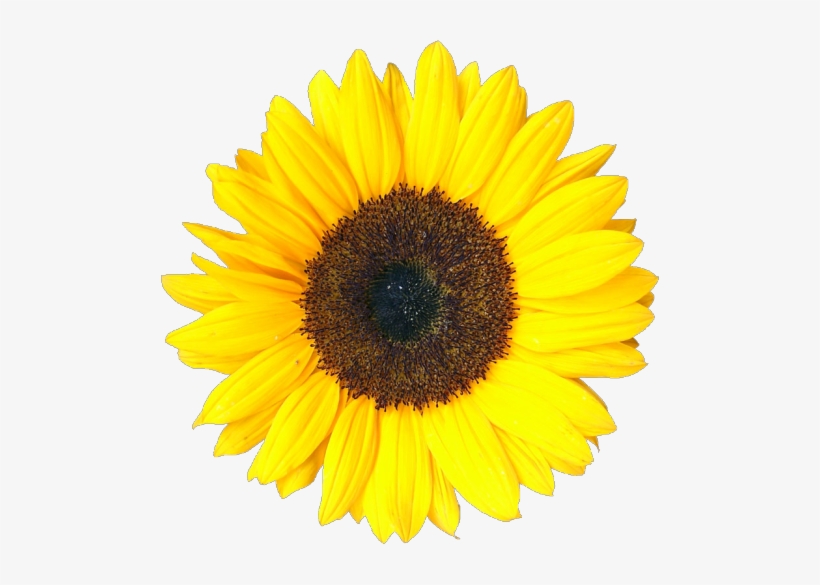 Transparent I Know This - Sunflower Transparent, transparent png download