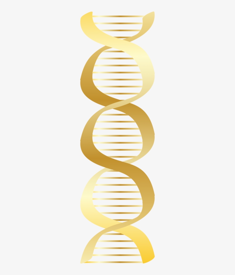 About 3600 Free Commercial & Noncommercial Clipart - Gold Dna Png, transparent png download