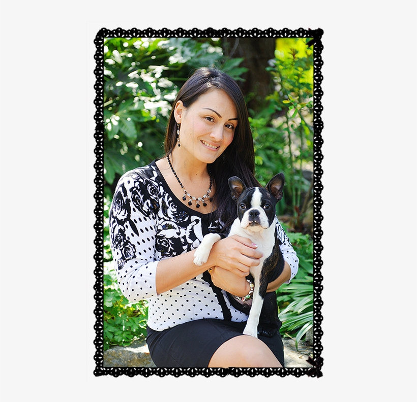 Boston Terrier Breeder In Northern California - California, transparent png download