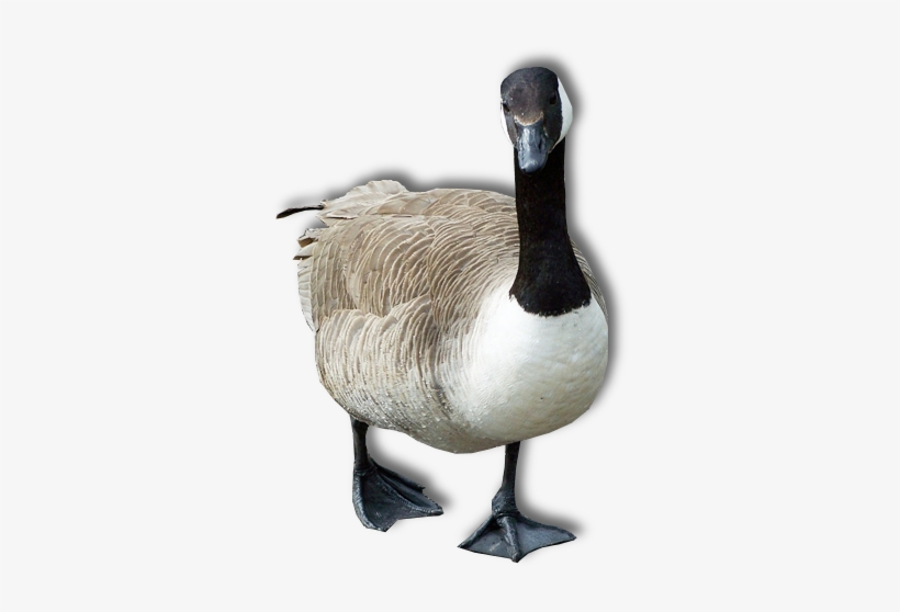 Goose Png Transparent Image - Goose Png, transparent png download