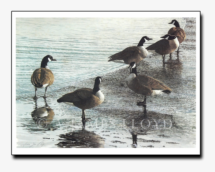 This Puddle's Mine - Canada Goose, transparent png download