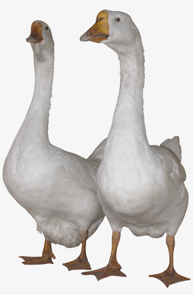 Gooses Png, transparent png download