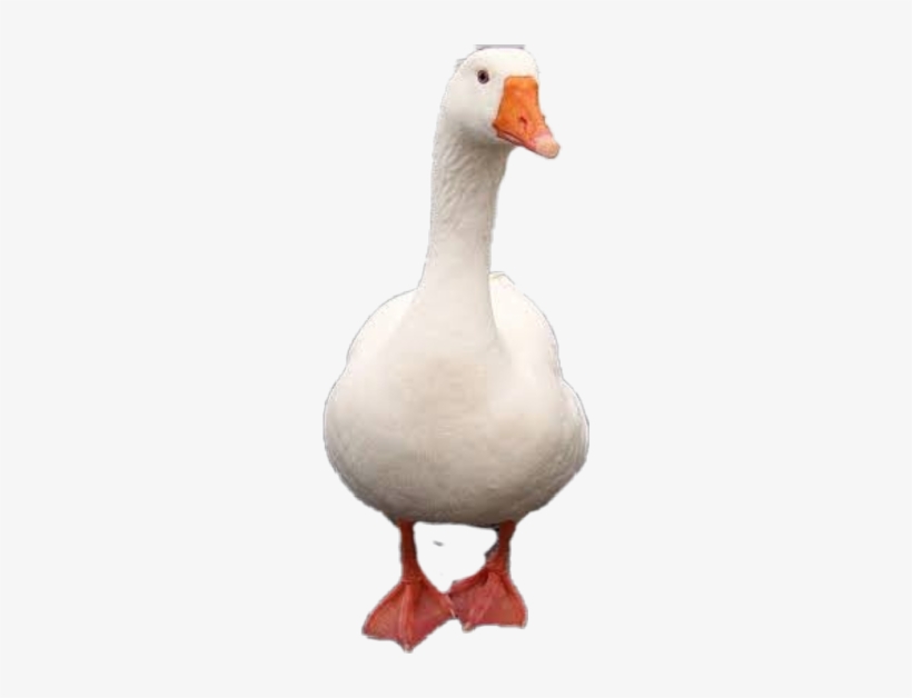Animal Goose Freetoedit Scanimal - Goose, transparent png download