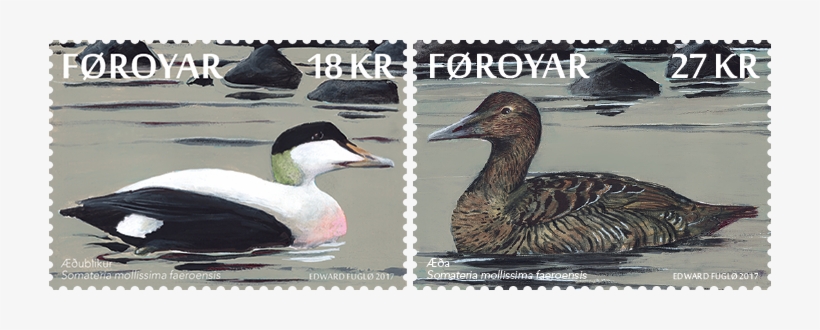 The Eider - Mallard, transparent png download