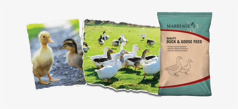 Duck And Goose - Marriage's Sow Cubes Size: 20kg, transparent png download