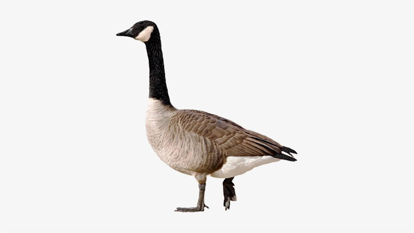 Geese Transparent, transparent png download