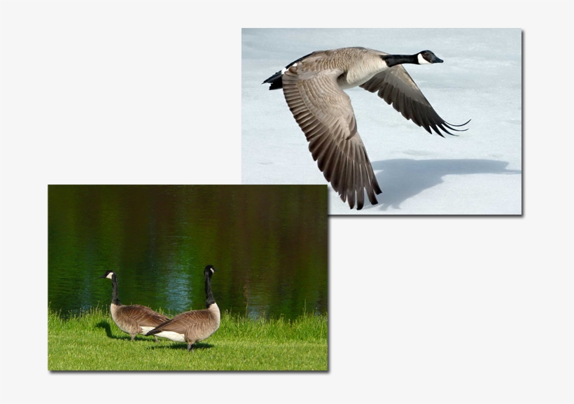 Image Canada Goose - Harris Eisenstadt - Canada Day, transparent png download