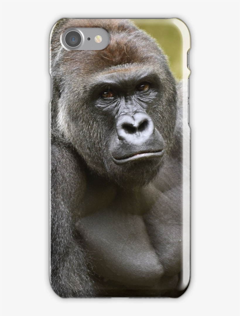 Harambe Iphone 7 Snap Case - Harambe Meme, transparent png download