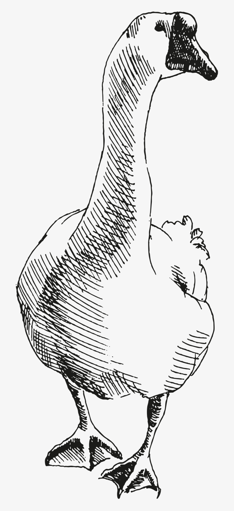 Goose - Illustration, transparent png download