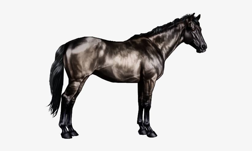Black Horses Expressing The Dun Gene Are Often Called - Black And Grey Horse, transparent png download