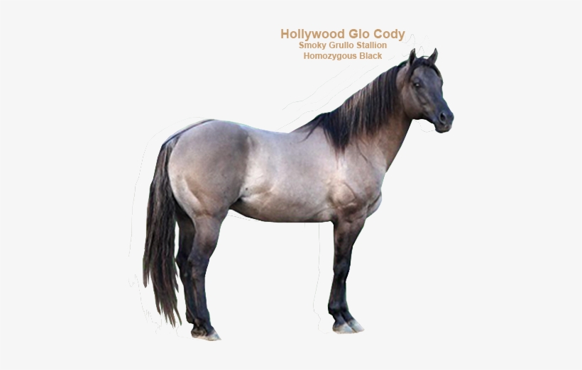 Slider Image - Grullo Horse Png, transparent png download