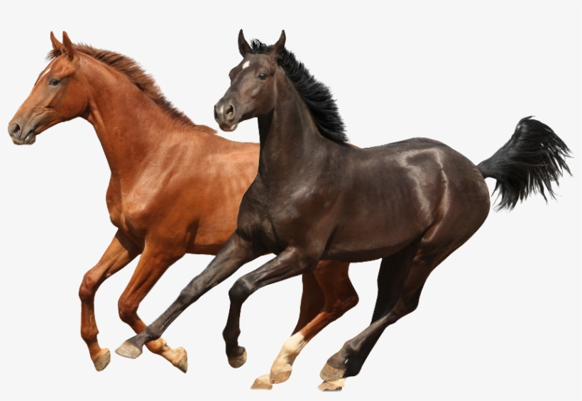 Brwon And Black Two Horses Psd Images Runing - Plantillas De Powerpoint Caballos, transparent png download