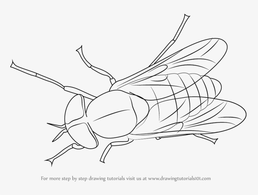 Black Horse Fly Transparent Png - Horse-fly, transparent png download