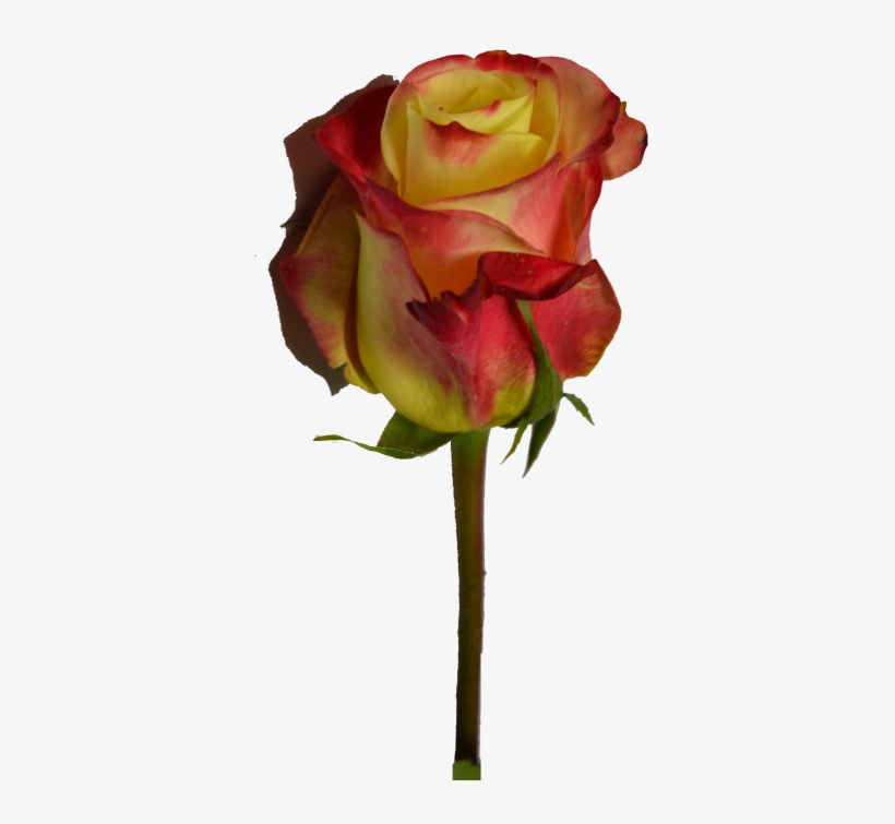 Floribunda, transparent png download