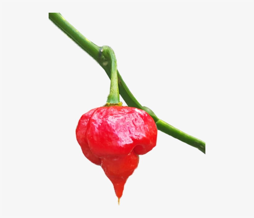 Trinidad Scorpion For Sale - Sweet And Chili Peppers, transparent png download