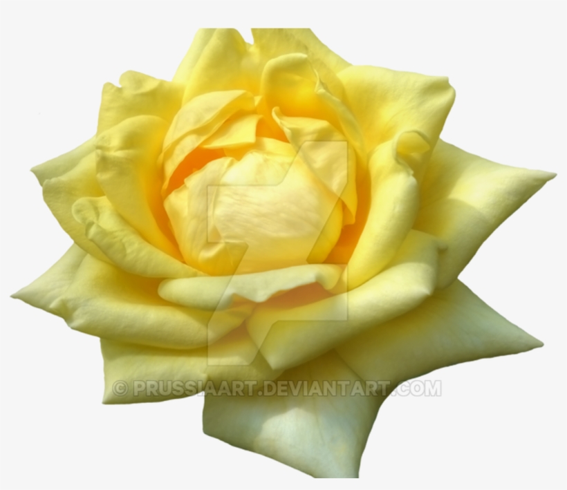Flower Of Yellow Roses On A Transparent Background - Yellow, transparent png download