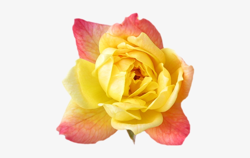 Yellow Rose Transparent Isolated - Yellow Pink Roses Transparent, transparent png download