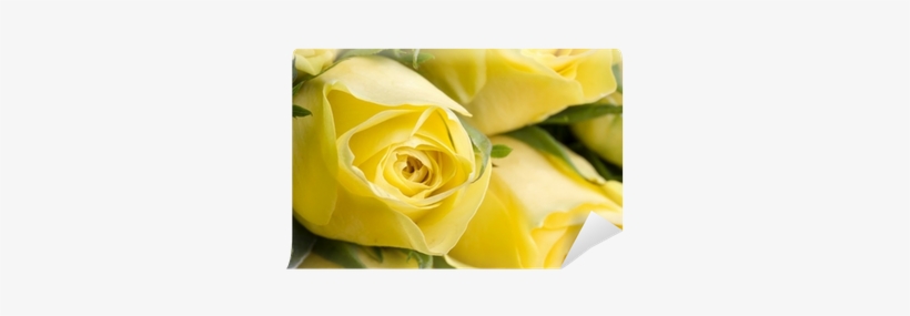 Close Up Image Of Beautiful Yellow Roses Wall Mural - Bloemen V.o.f., transparent png download