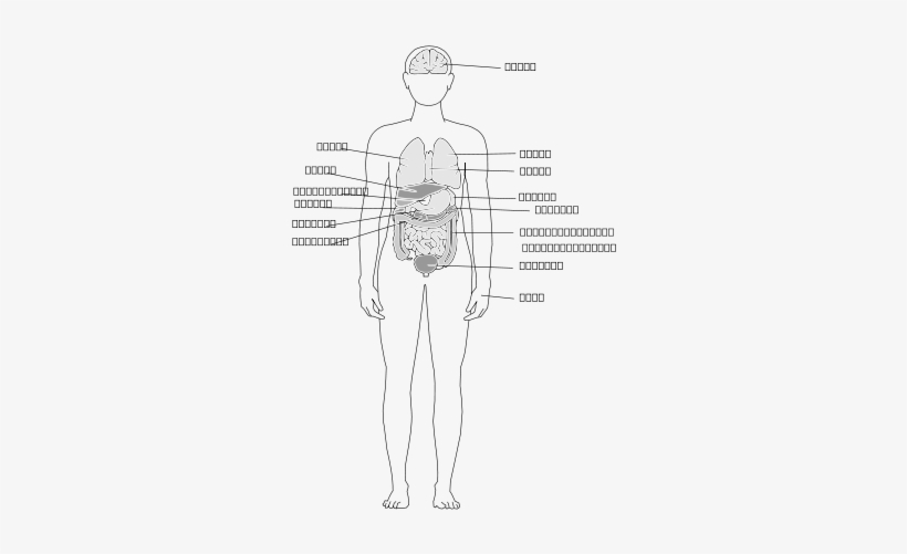 Human Body Organs Clipart Png, transparent png download