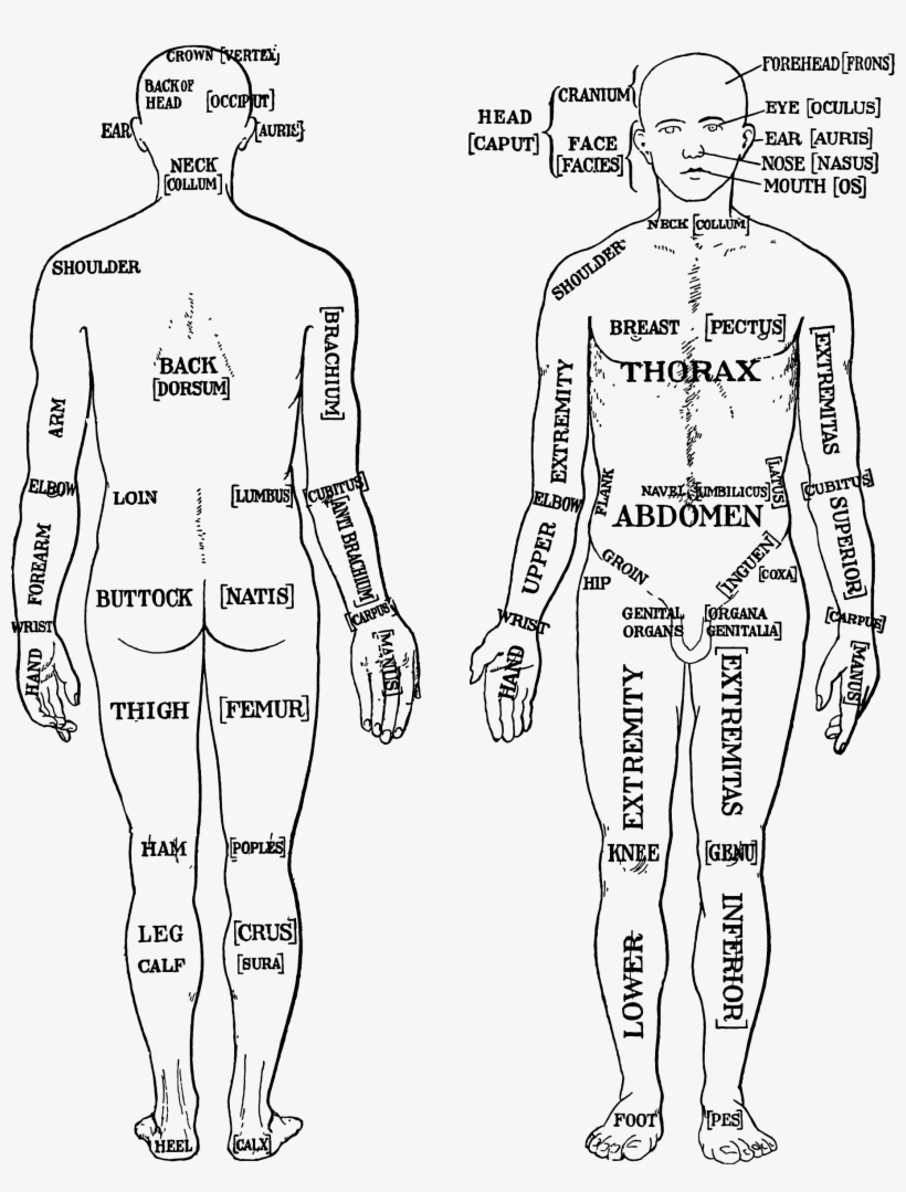 This Free Icons Png Design Of Morris Human Anatomy, transparent png download