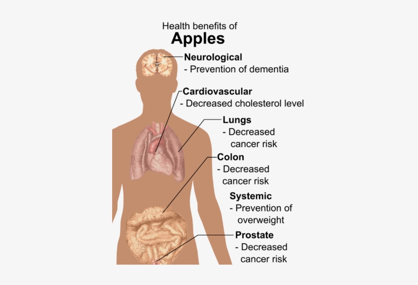 190 × 240 بكسل - Health Benefits Of Apples, transparent png download