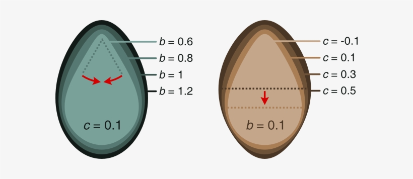 Egg Shape Examples - Shape Of A Egg, transparent png download