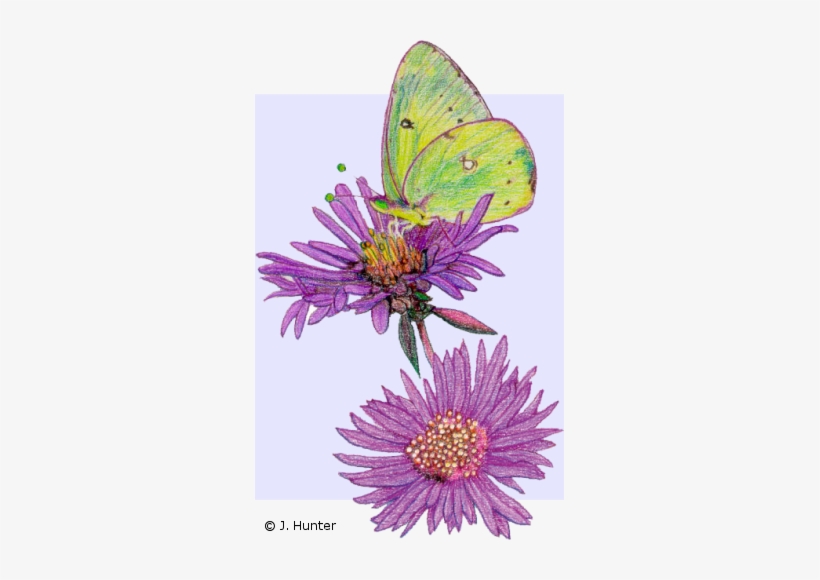 Blossom Drawing Color - Nature Drawings With Color, transparent png download