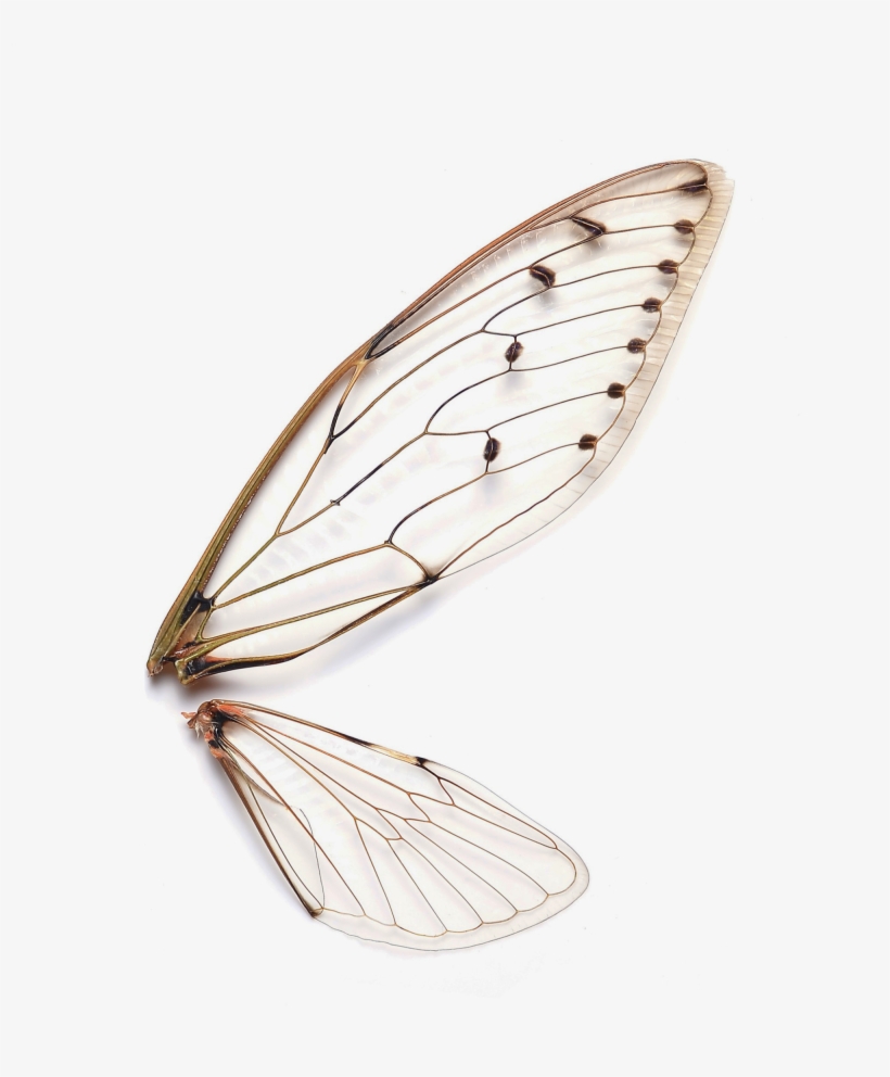 Clipart Royalty Free Stock How Can I Have It So The - Insects Wings, transparent png download