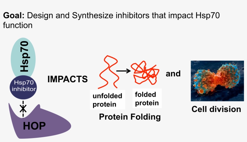 Hsp70website Picture March 2017 - Lung Cancer Cell Division, Sem - Greeting Card, transparent png download